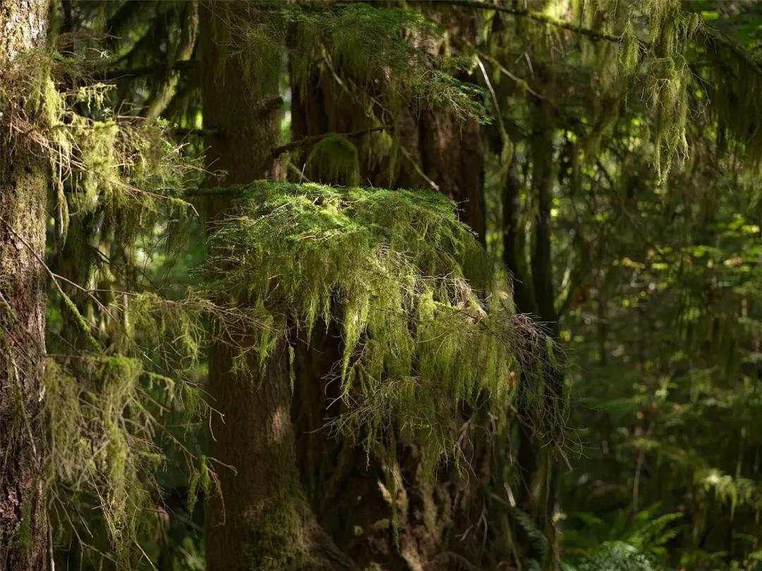 53 Acres of Timberland on the Washougal River for Sale - Skamania County, WA Land for Sale