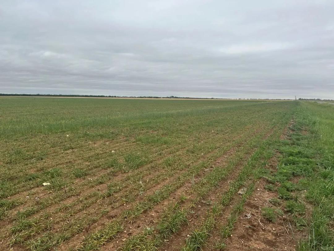 PRICE REDUCTION!! 12.6 +/- AC TBD FM 126 (TR 3), JONES COUNTY