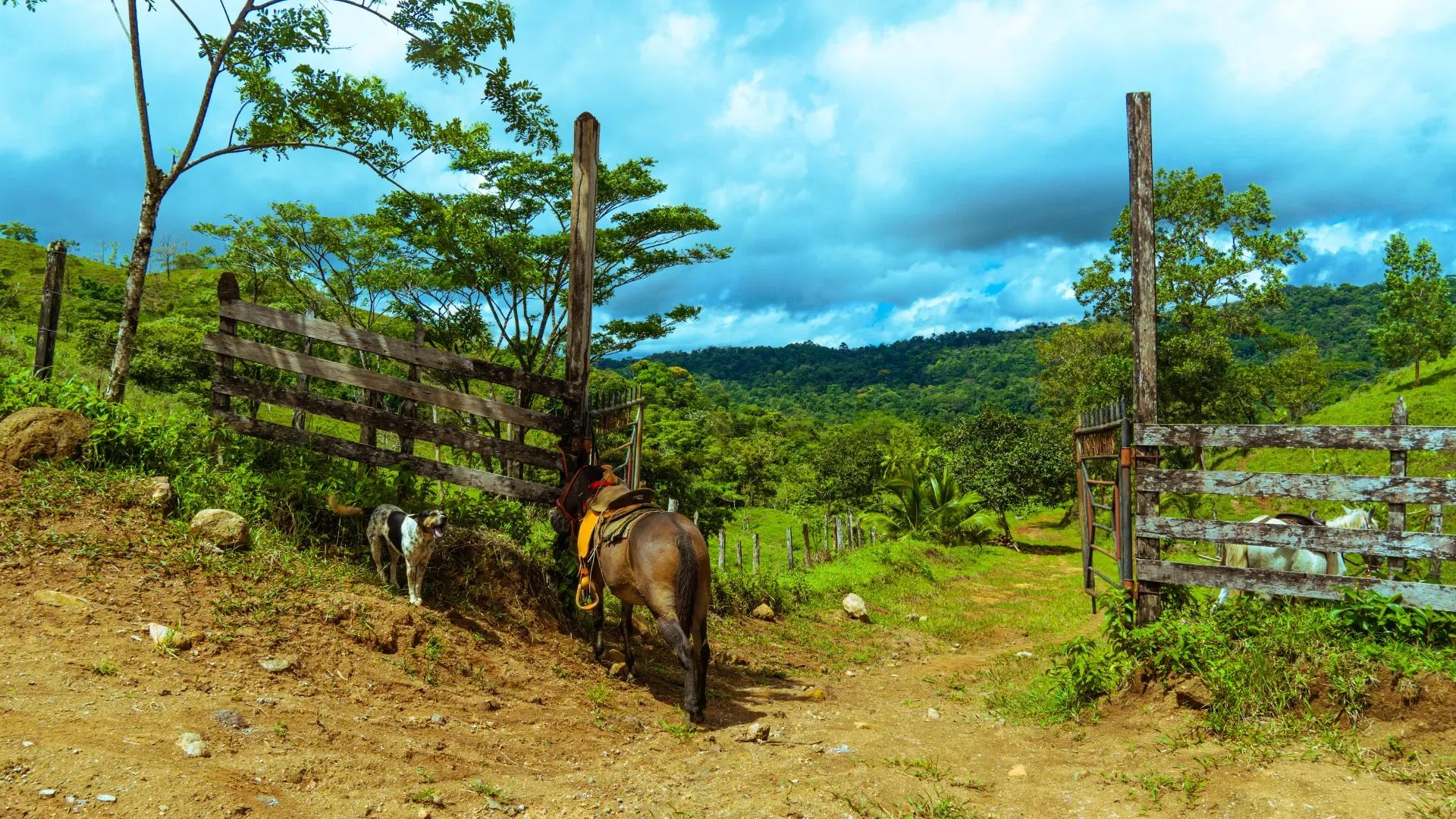 Mules Costa Rica Hacienda Los Gauchos