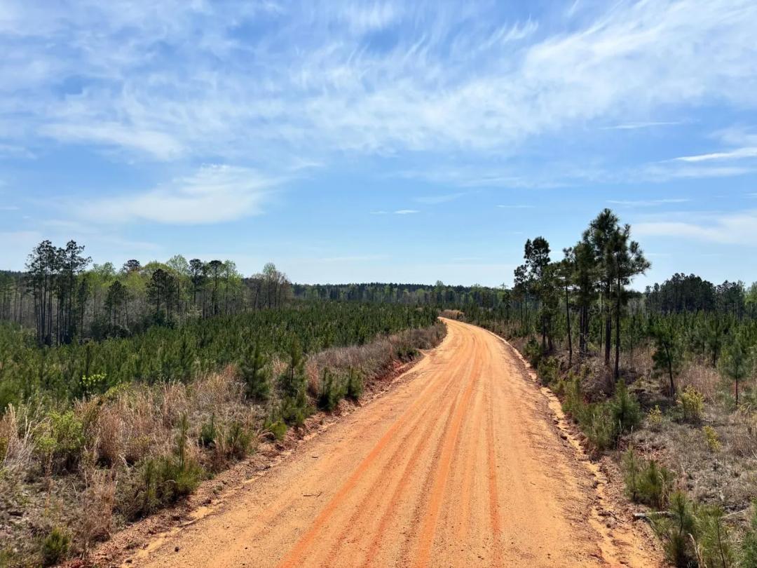 Deer, Turkey and Timber Investment Tract Near AL Line