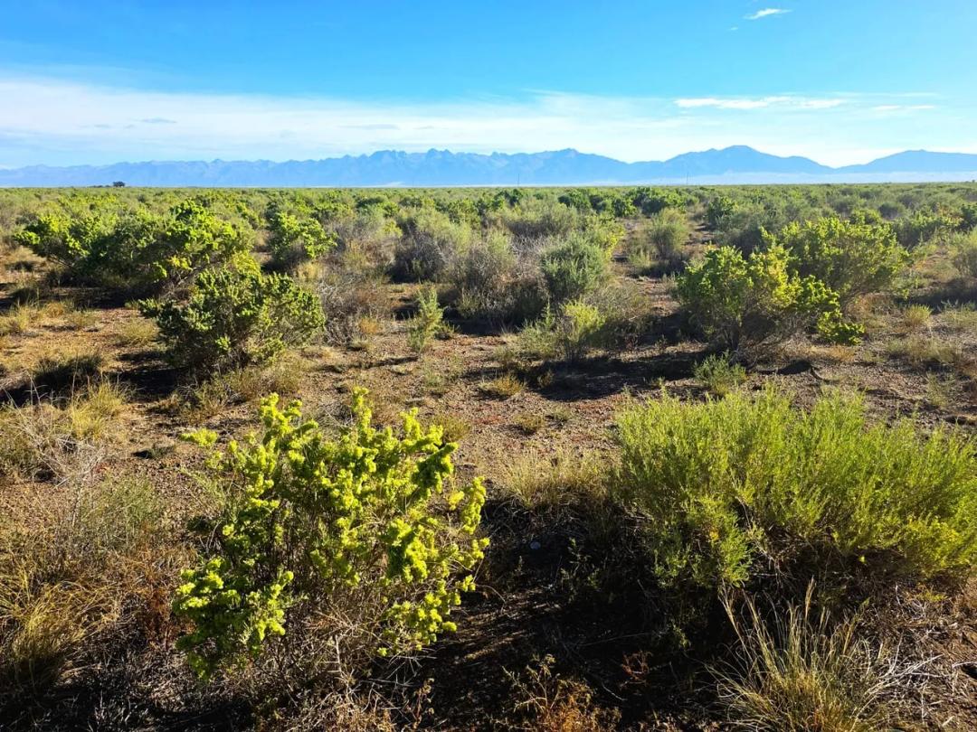 CRP Parcel with Paved Road Frontage & Close Proximity to Great Sand Dunes National Park