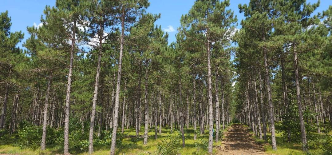 Buildable Recreational Land Near Sand Valley & Petenwell