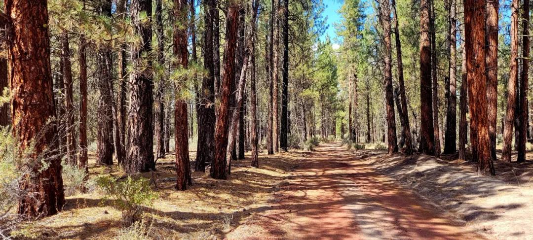 Pristine Park Like Settings Over 2 acres - Borders National Forest Service Land