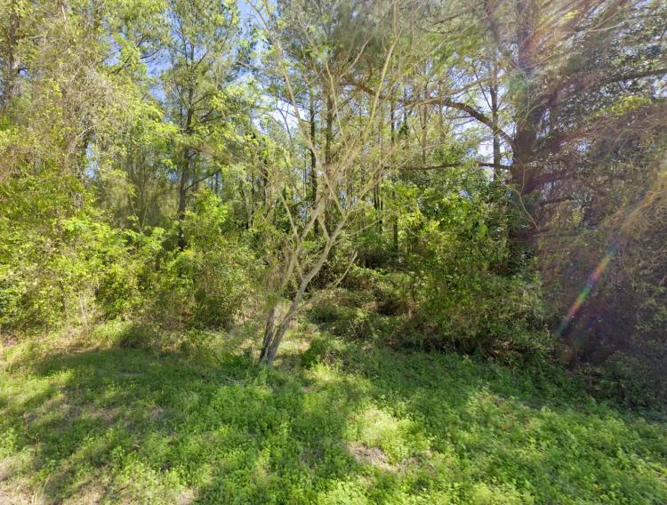 High and Dry -  0.55 Acre Level Wooded Lot - Columbia County FL