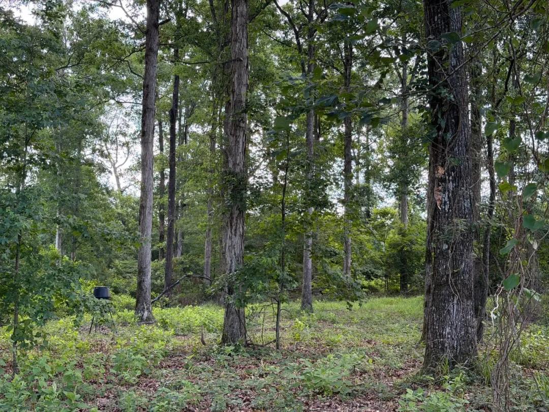 Ellis Timber Estate, Union Parish, 420 Acres +/-