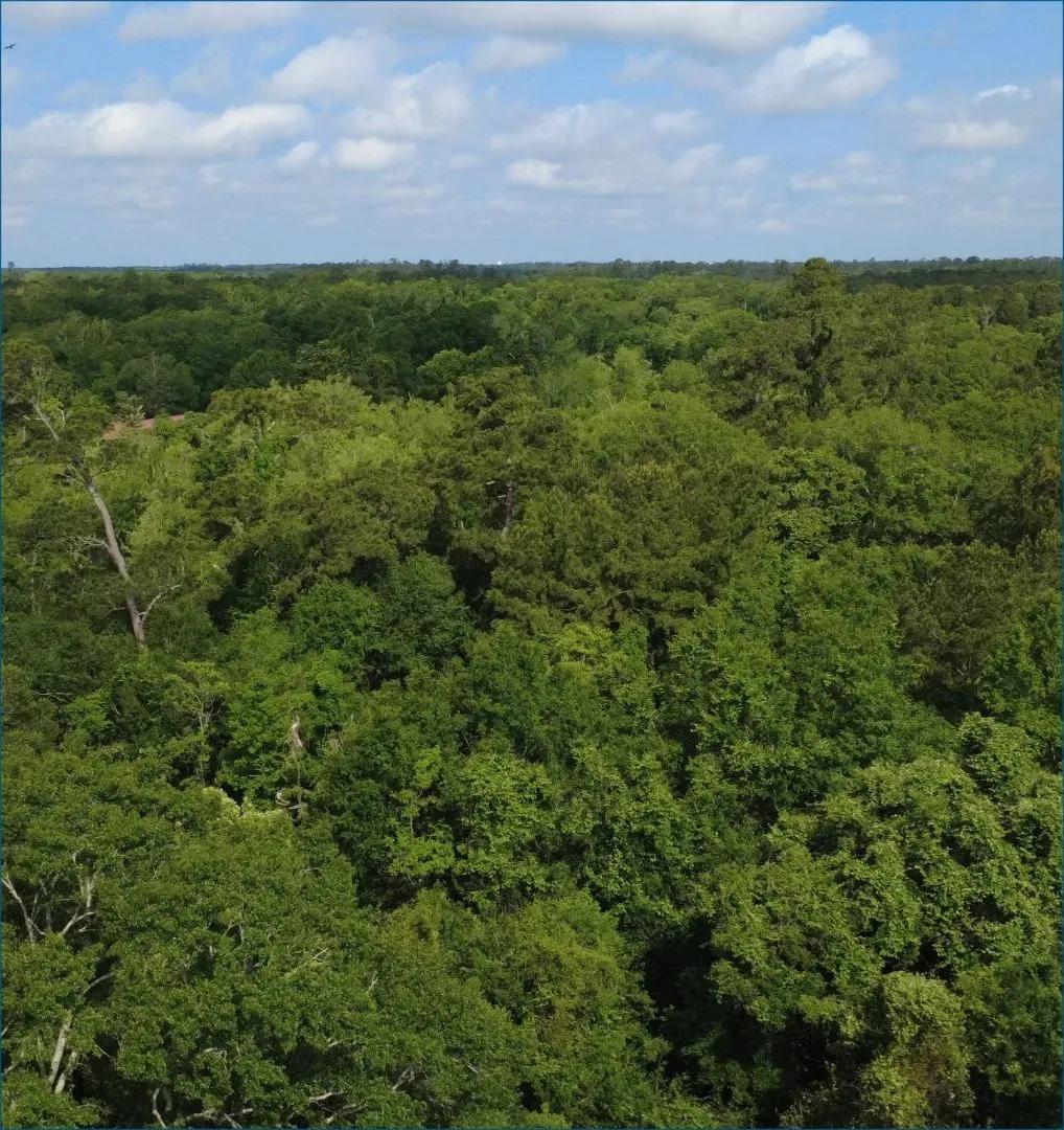 33.38 Acres in Tangipahoa Parish in Hammond, LA