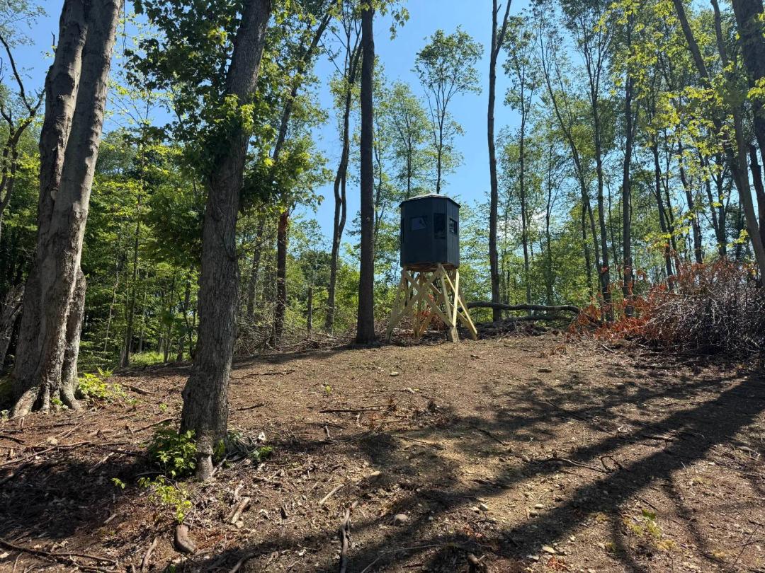Recently Logged Hunting Land with Excellent Hunting Potential
