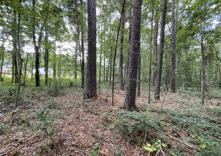 11.7 Acres in Newton County in Newton, MS