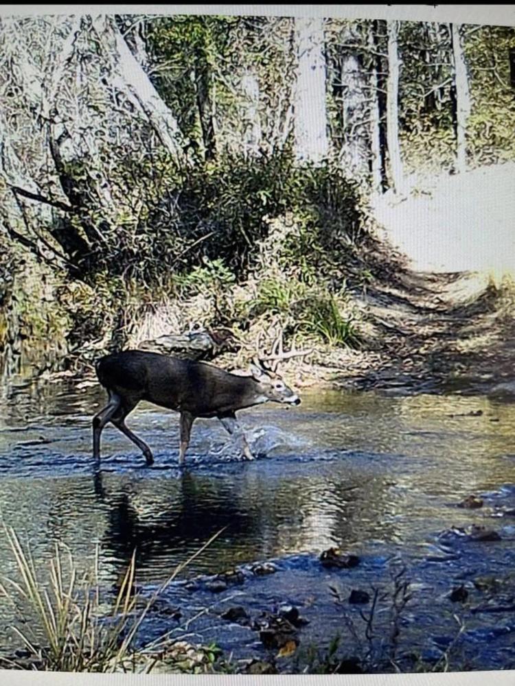 Buck Creek Recreational Hunting Ranch Moyers, Pushmataha County, OK 517 AC