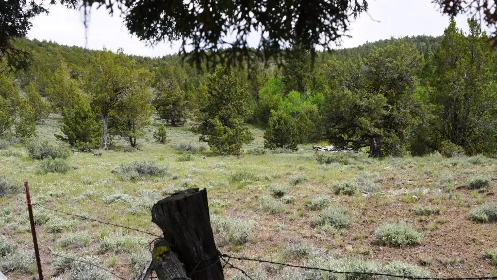 20 acres Oregon Forested Mountain land near Lakeview & Drews Gap Summit