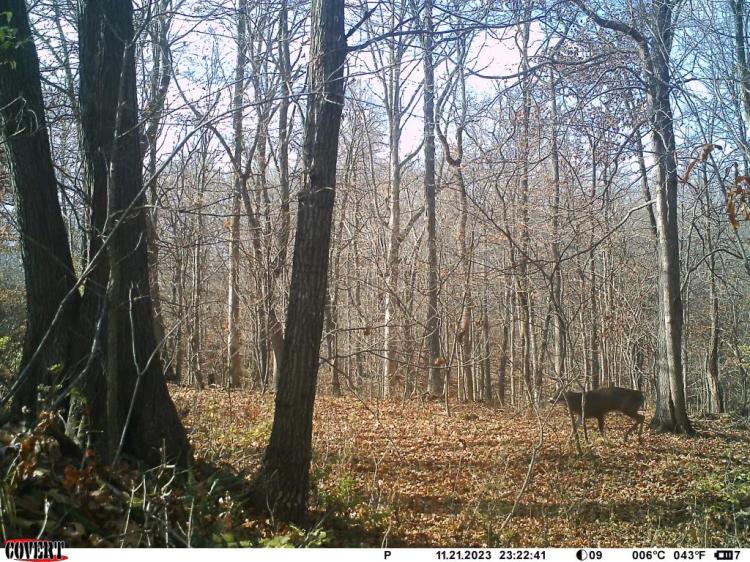 Brown County IL, 60.05 Acres CRP and timber touches Siloam Springs