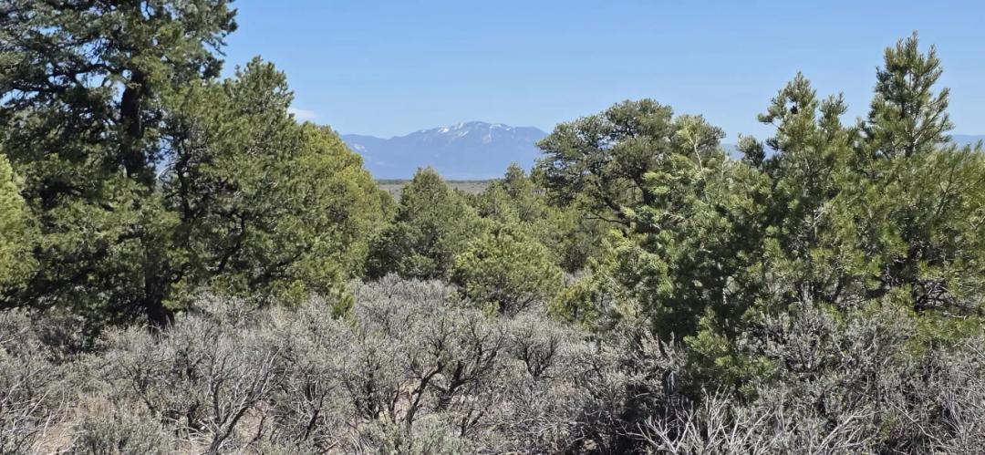 Corner Lot. 1/2 acre. Taos county New Mexico. No restrictions.