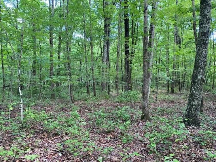 5.14+/-acres Wooded Property Near University of the South