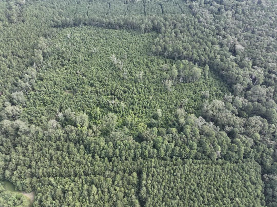 50.00 Acres at 0 Sonny""s Rd