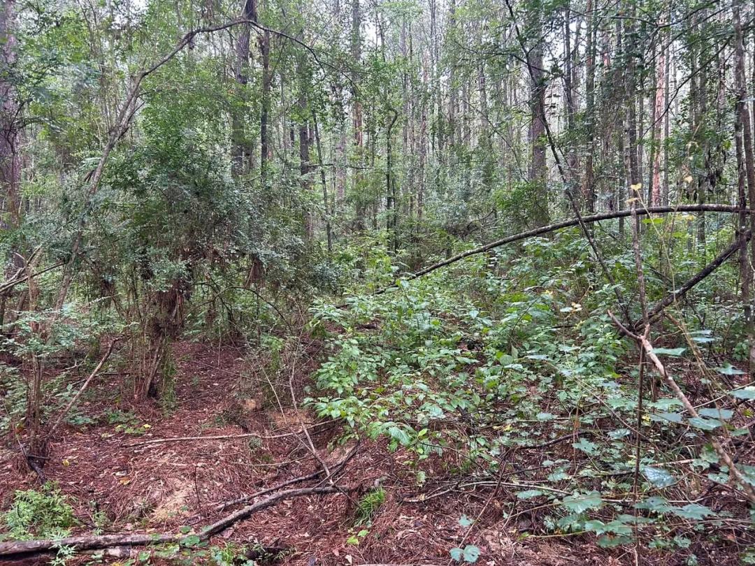 15 Wooded Acres for Sale in Clinton, LA