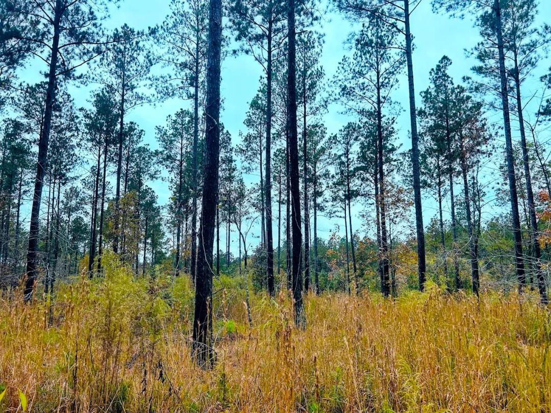 94.43 Acres at 592 Andrew Caldwell Road Tract 2A