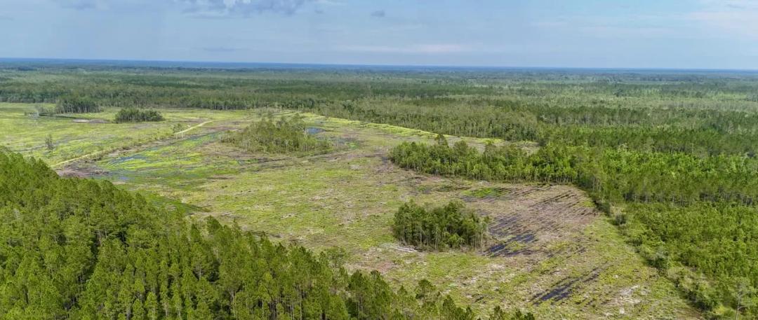 200-Acre Recreational Timberland – Brantley County, GA