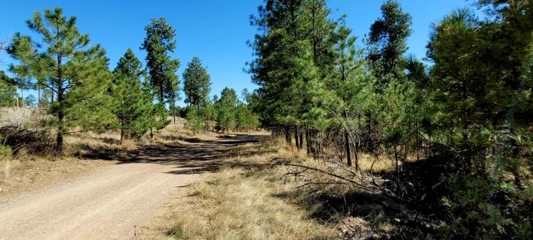 2 adjoining lots - Over 1 acre - Trees - Wet Weather Creek