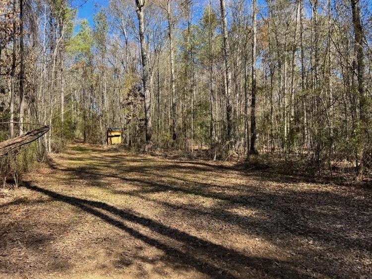 43 Acre Timber, Hunting and Homesite in SW MS