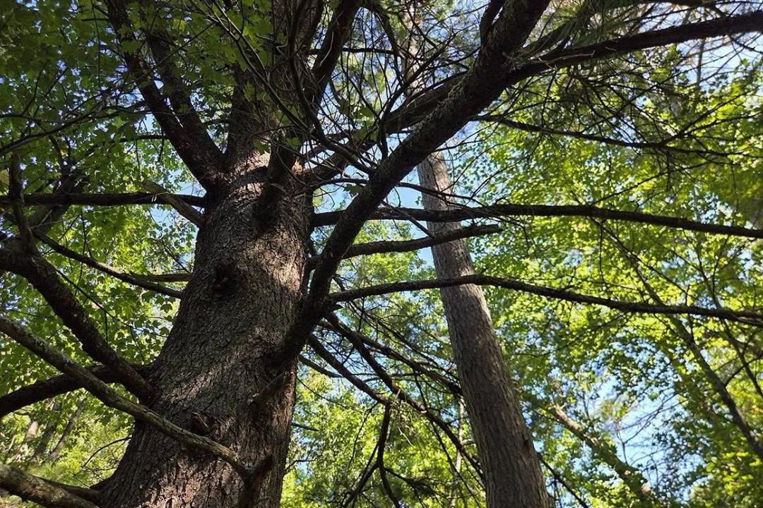 Buildable Wooded Land Near Lake Tomahawk WI - $39,900