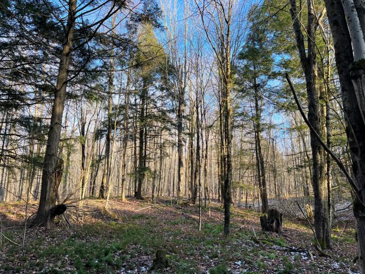 5 acre Wooded Creek Front Land Pitcairn NY