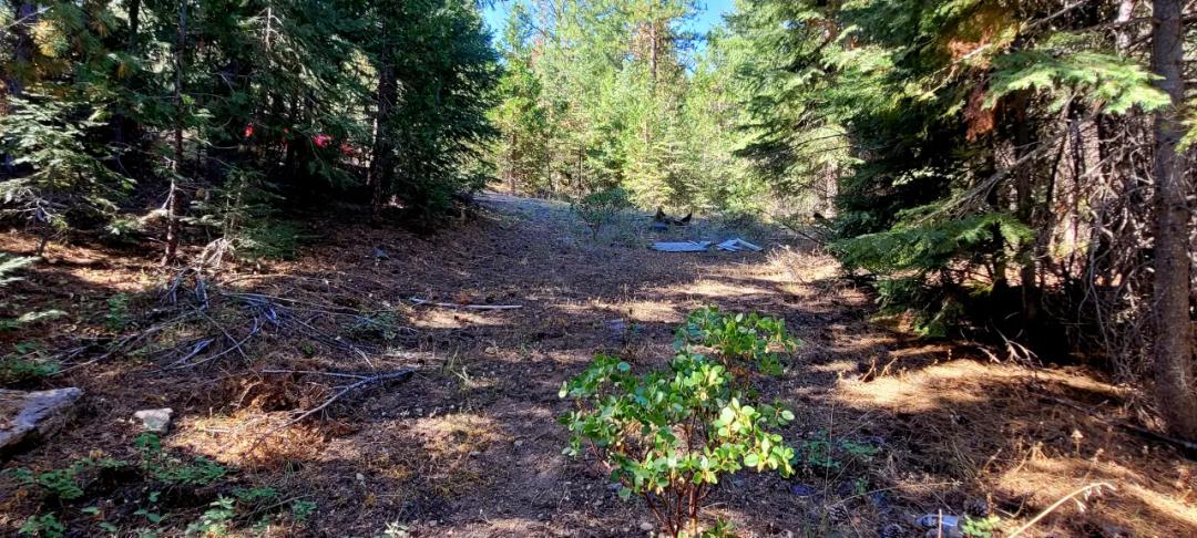 Get lost and hide from civilization on this heavily treed 7.5 ac Oregon parcel