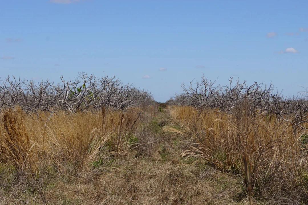 Rural Estate Homesites (ONE - 22.06 +/- Acre Parcel)