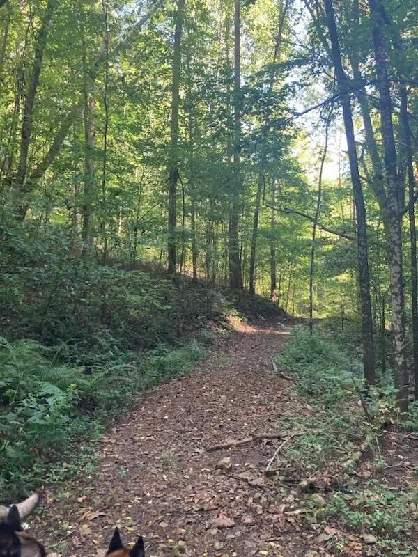 **62.36 Acres - A Hunter's Dream & Outdoor Recreation Paradise!*