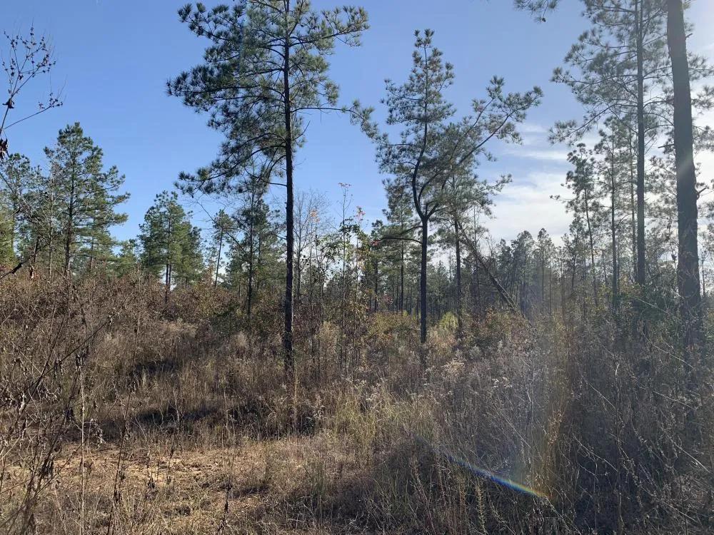 29.00 Acres at 0 New Mineral Springs Rd