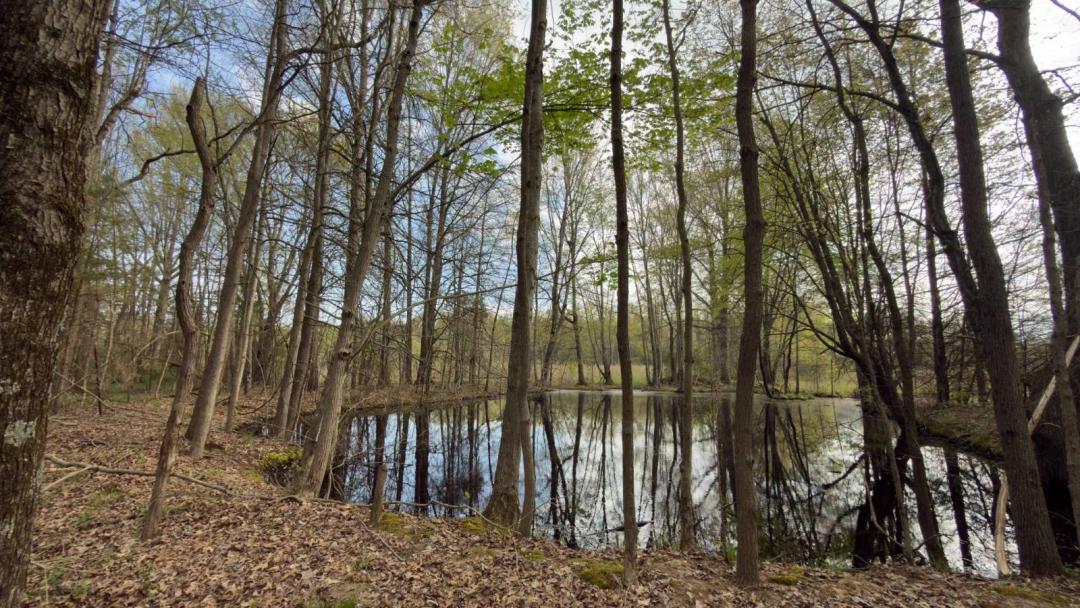 5.22+/- Acres - Dream Build Lot with Pond, Privacy & Utilities