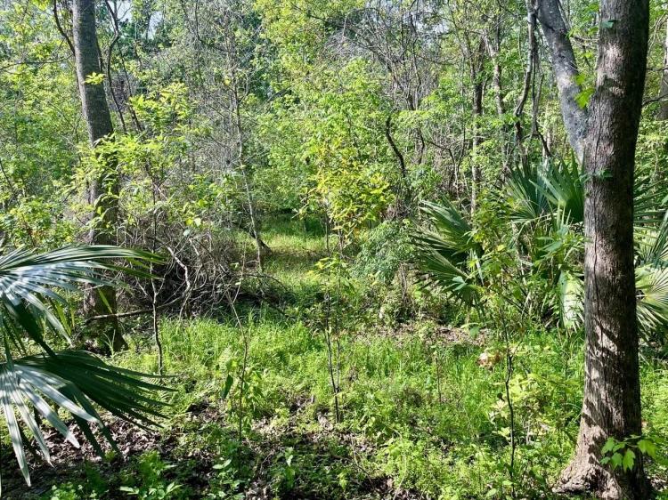 380 +/- acres of fine hardwood hunting land just west of Patterson, LA in St. Mary Parish