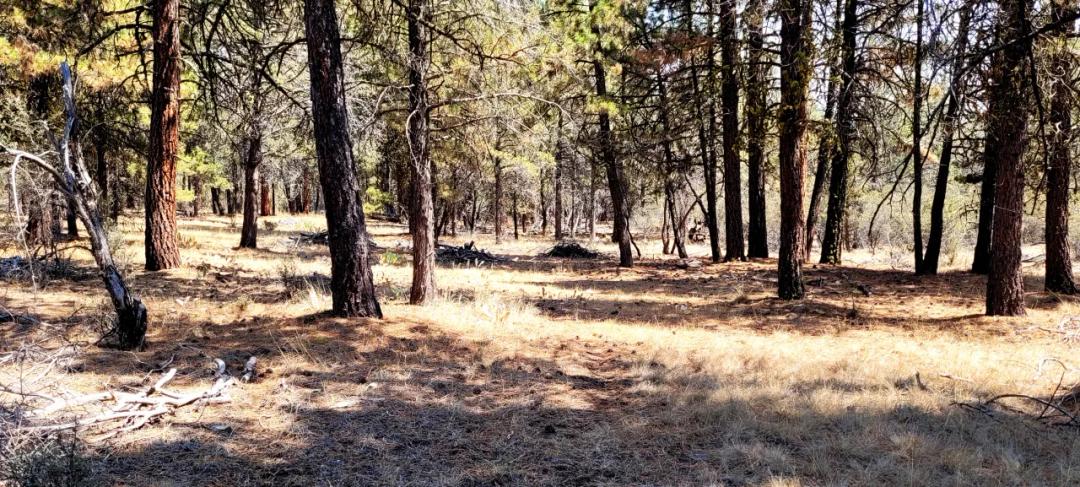 Forest like settings near Bly Mountain Pass * Mobiles, modulars, site-builds allowed