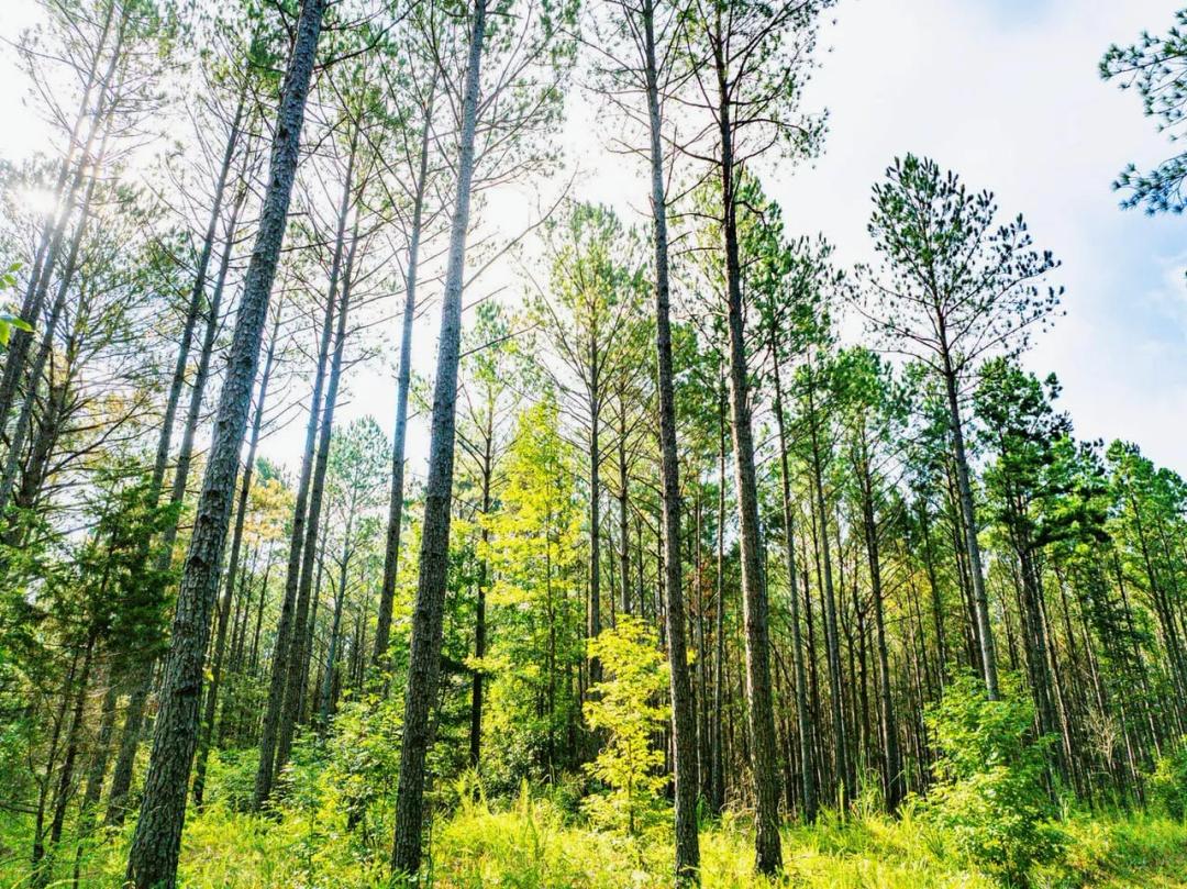 701 Acre Timber & Hunting Land Prentiss Co MS
