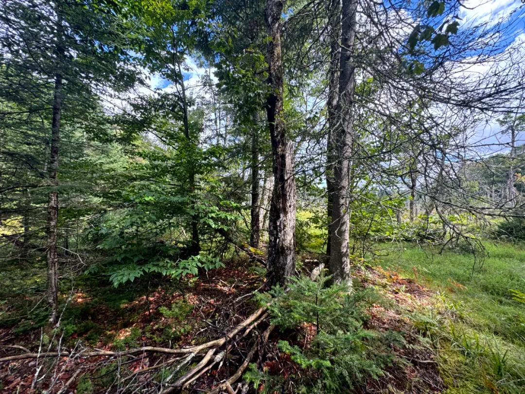 Southern Adirondack Building Site