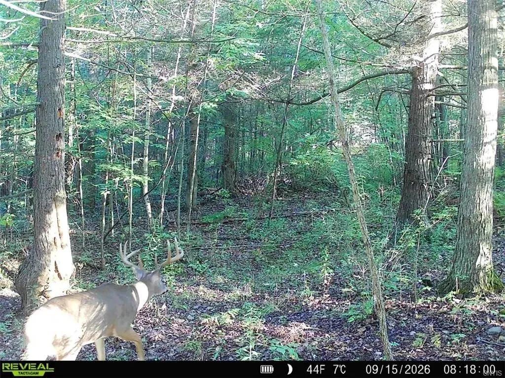 8 acre Recreational Property with Stream in Addison NY Stewart Rd