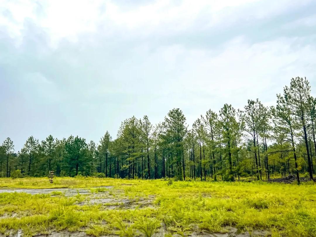 29 Acres | CR 257 | T-1