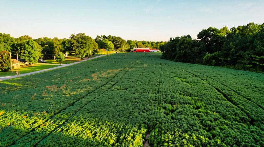 Athens City Limits Estate Lot - 3.43 Acres