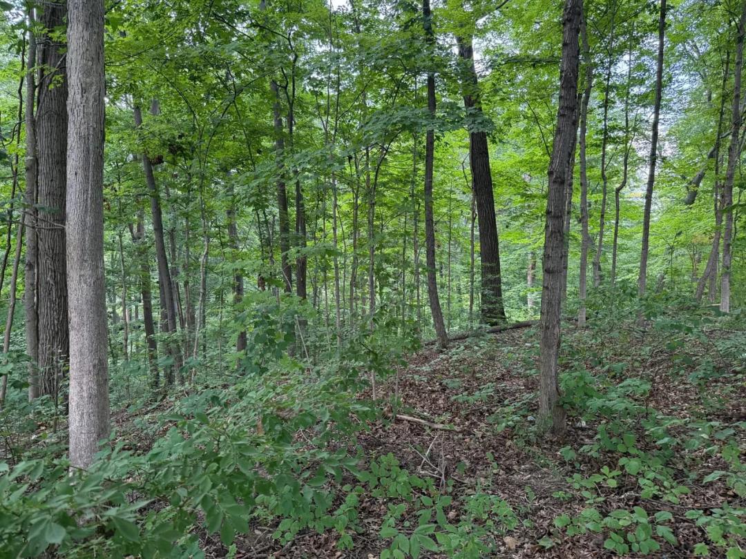1.5 Acre Building Lot Near Cataract Lake