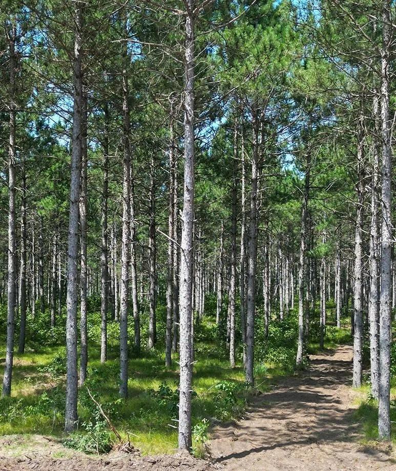 Private Buildable Wooded Land Near Sand Valley Golf Resort