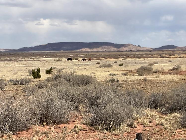 Arizona Farm & Ranch Land For Sale At Auction