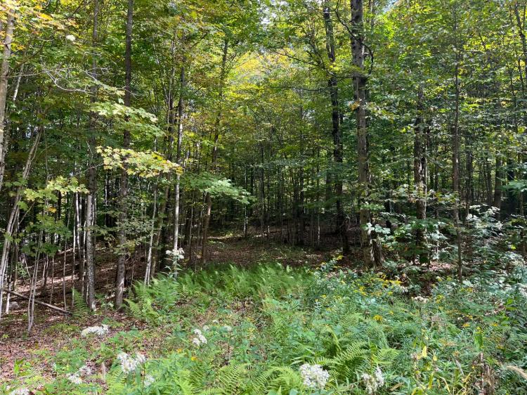 5 acre Camp Lot with Power Available Pitcairn NY