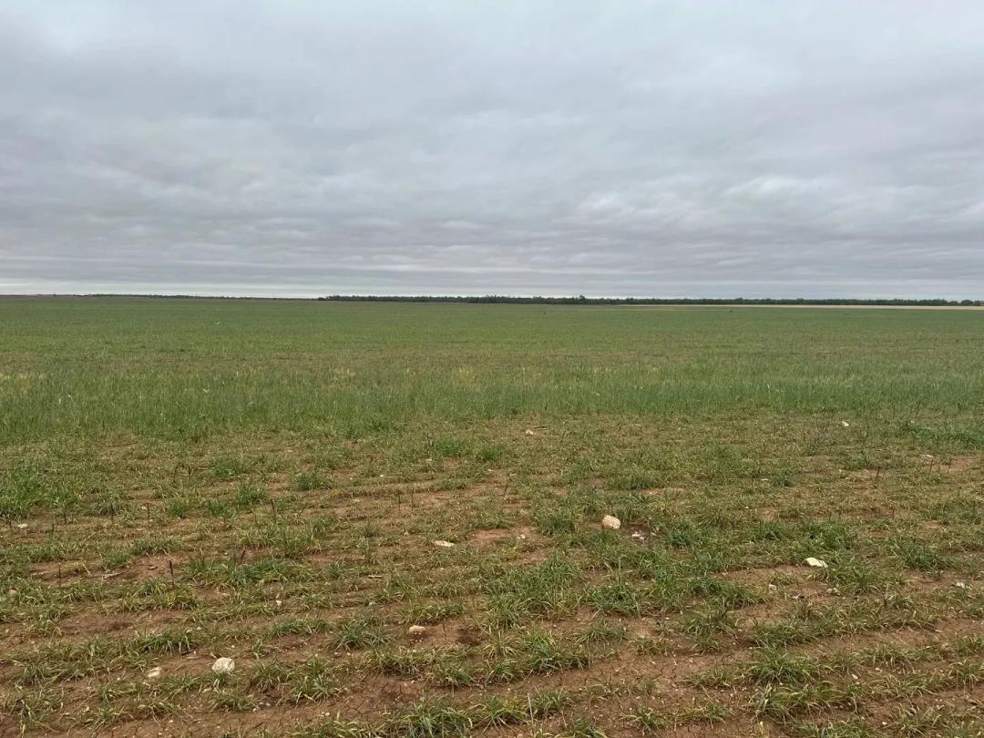 PRICE REDUCTION!! 14 +/- Ac TBD FM 126 (TR 2), JONES COUNTY