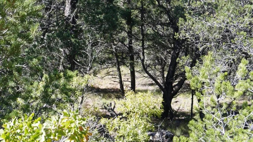 Rare - Extra Large parcel in Timberon - Trees, Meadows, Power