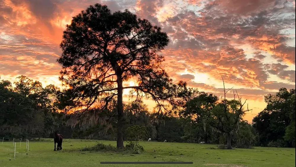 116 +/- Acre Adjoining the Lochloosa Trails