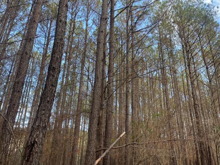 160 ac Timber Tract In Winston Co., AL