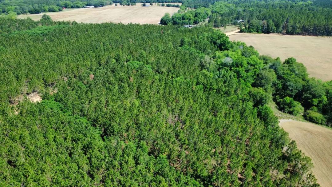 5 Acre Peaceful Pine Homesite Ben Hill Co.