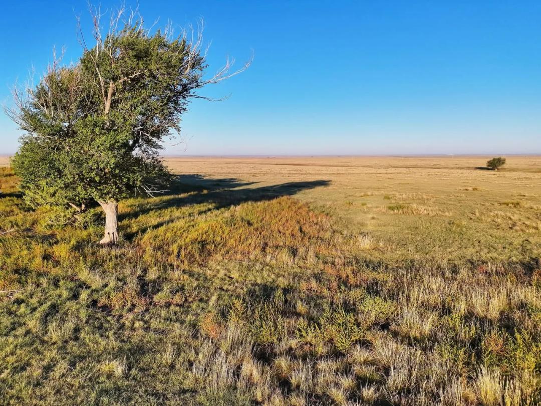 Fenced Pasture with Shelter Belt & Wind Development Lease