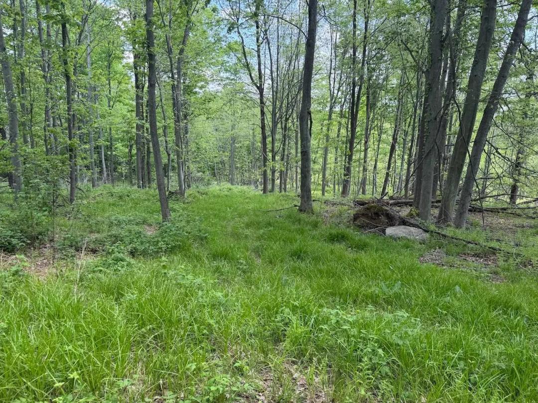 23 acres Hunting Land and Recreational Land in South Dayton NY Dye Road