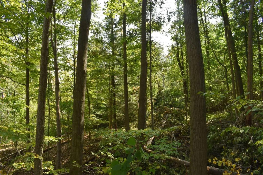 Troyer's Acres