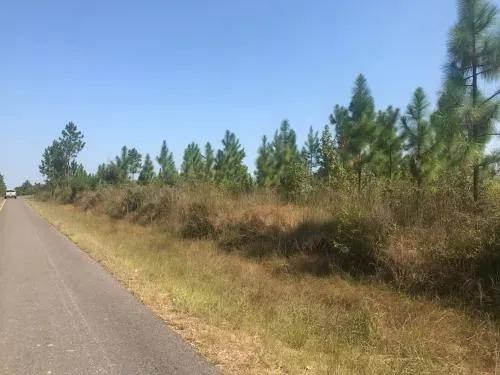 Longleaf Pine